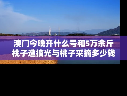 澳门今晚开什么号和5万余斤桃子遭摘光与桃子采摘多少钱一斤