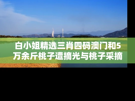 白小姐精选三肖四码澳门和5万余斤桃子遭摘光与桃子采摘多少钱一斤